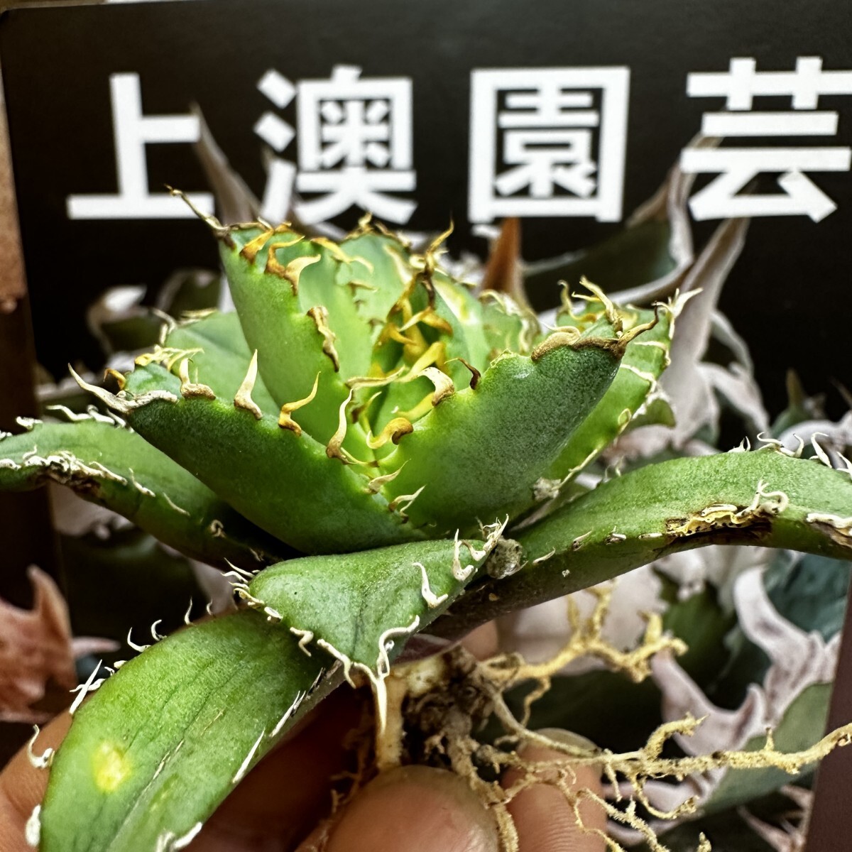 52【上澳園芸】アガベ チタノタ フィリグリ / Agave titanota Filigree 強棘 OC株_画像1