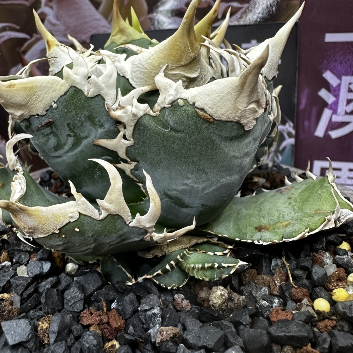 165【上澳園芸】 アガベagave チタノタ 白豪棘 特選 優良血統 OC子株 の画像2