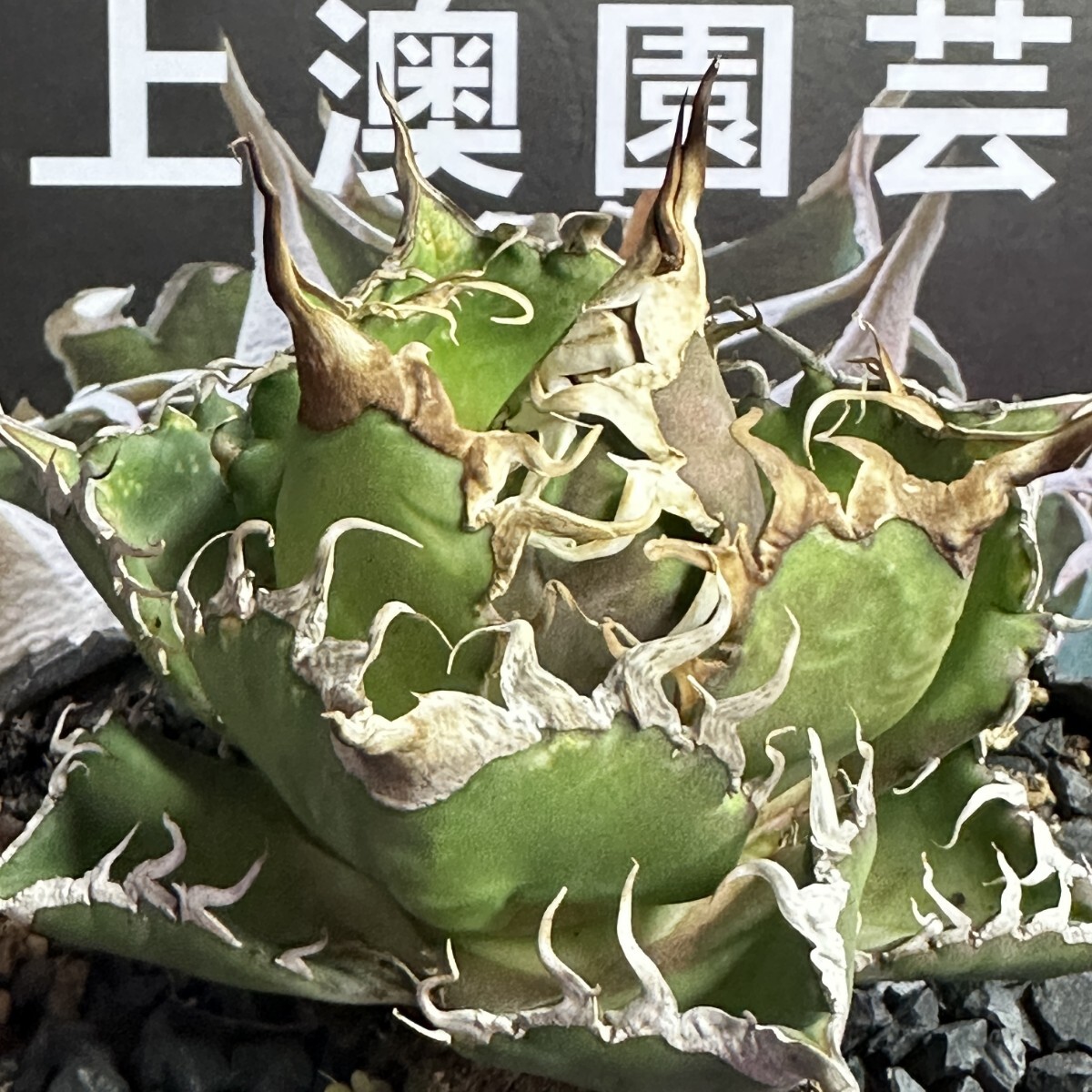 180【上澳園芸】 アガベagave チタノタ 蜘蛛 クモ 特選 優良血統 子株 (検皇冠 蚩尤 星空 麻花龍 ）の画像1