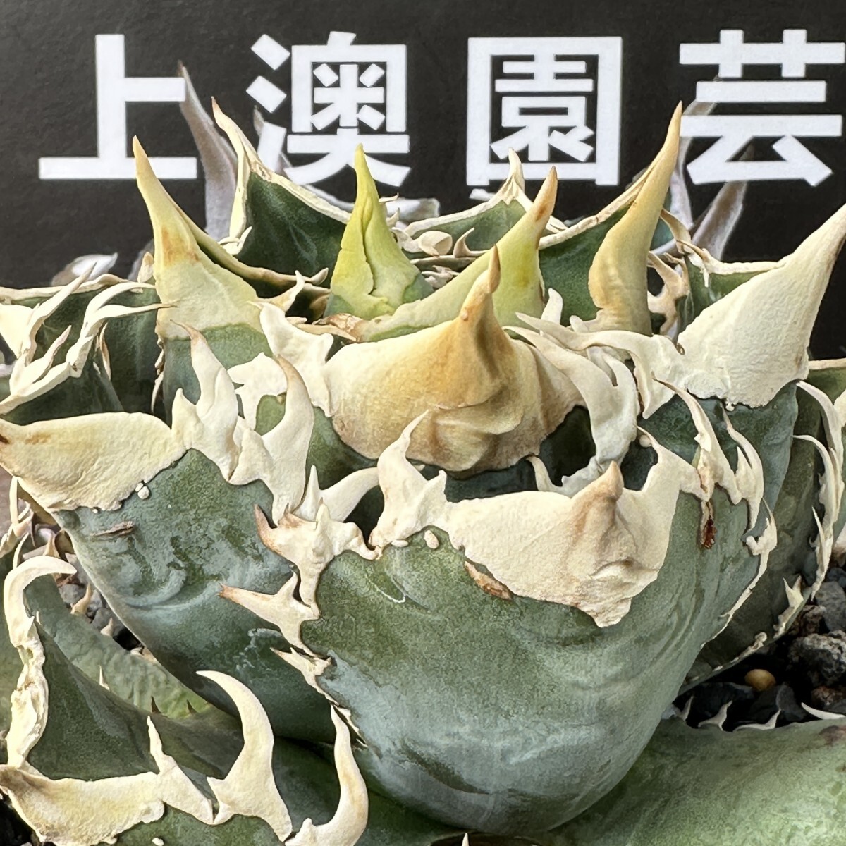 188【上澳園芸】 アガベagave チタノタ 白豪棘 特選 優良血統 子株 の画像2