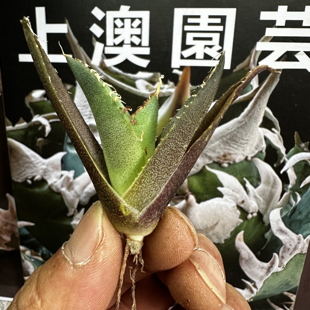 190【上澳園芸】 アガベagave チタノタ 蜘蛛 クモ 特選 優良血統 子株 (検皇冠 蚩尤 星空 麻花龍 ）の画像7