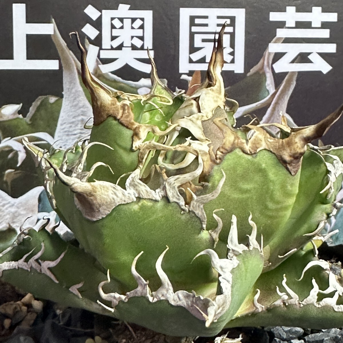 194【上澳園芸】 アガベagave チタノタ 蜘蛛 クモ 特選 優良血統 子株 (検皇冠 蚩尤 星空 麻花龍 ）の画像2