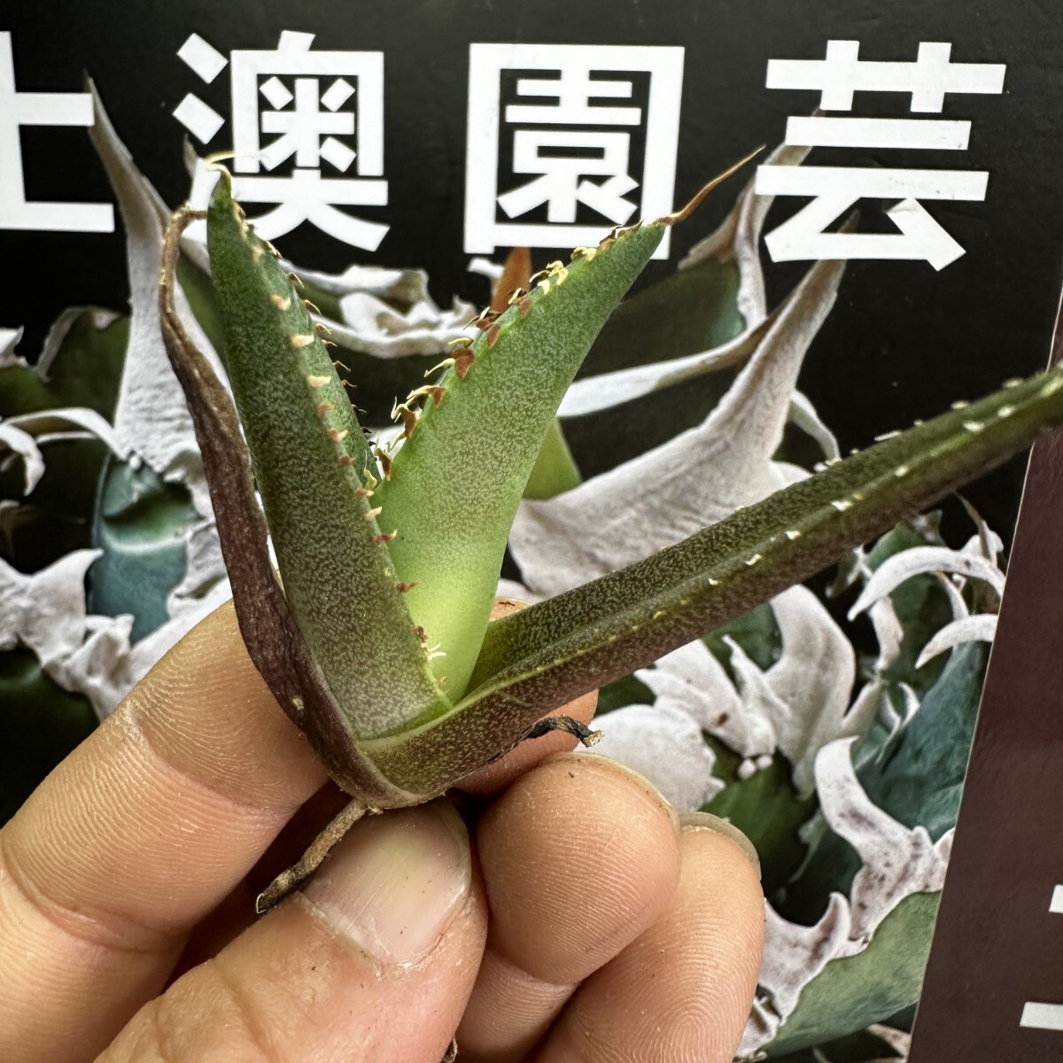 194【上澳園芸】 アガベagave チタノタ 蜘蛛 クモ 特選 優良血統 子株 (検皇冠 蚩尤 星空 麻花龍 ）の画像6