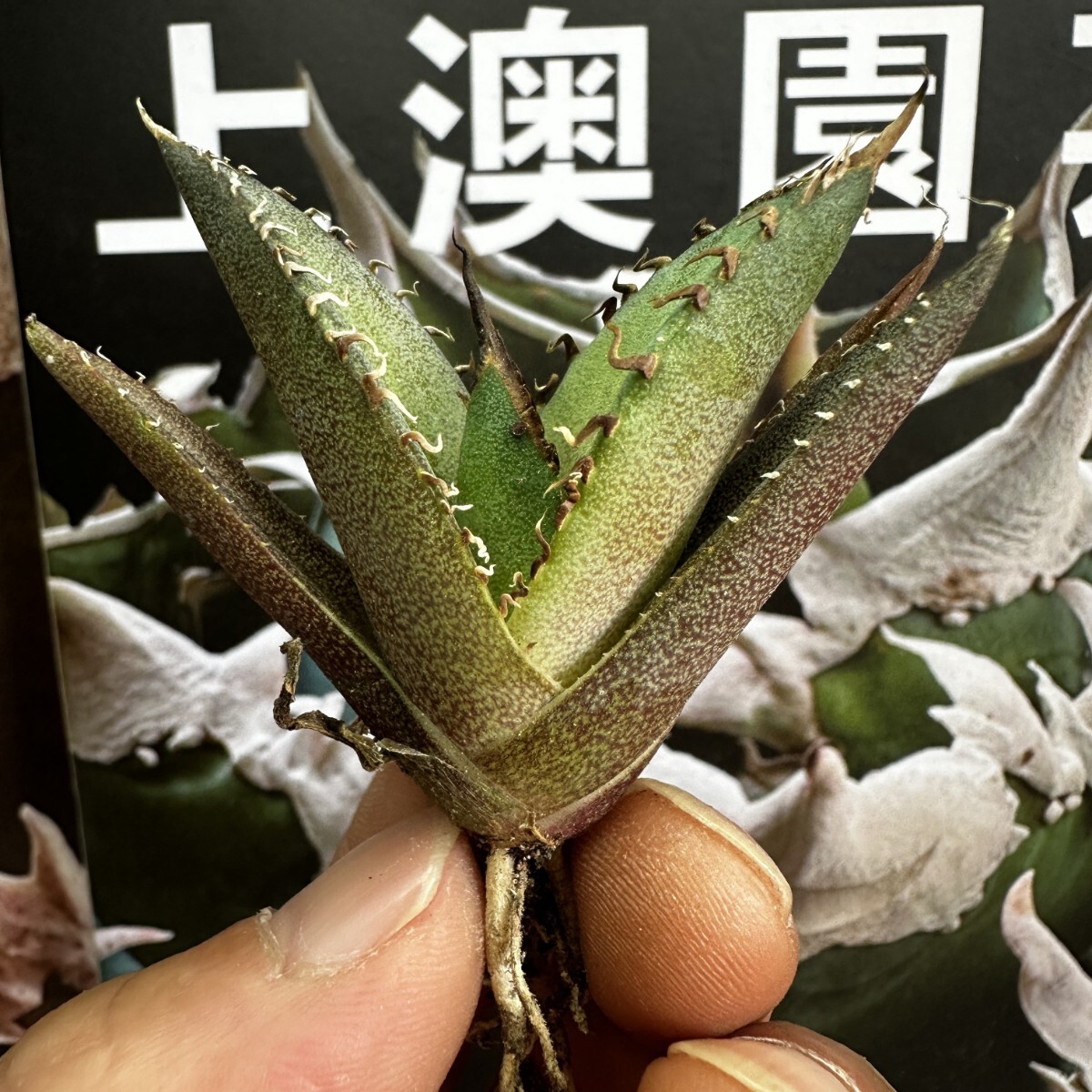 393【上澳園芸】 アガベagave チタノタ 蜘蛛 クモ 特選 優良血統 子株 (検皇冠 蚩尤 星空 麻花龍 ）の画像5