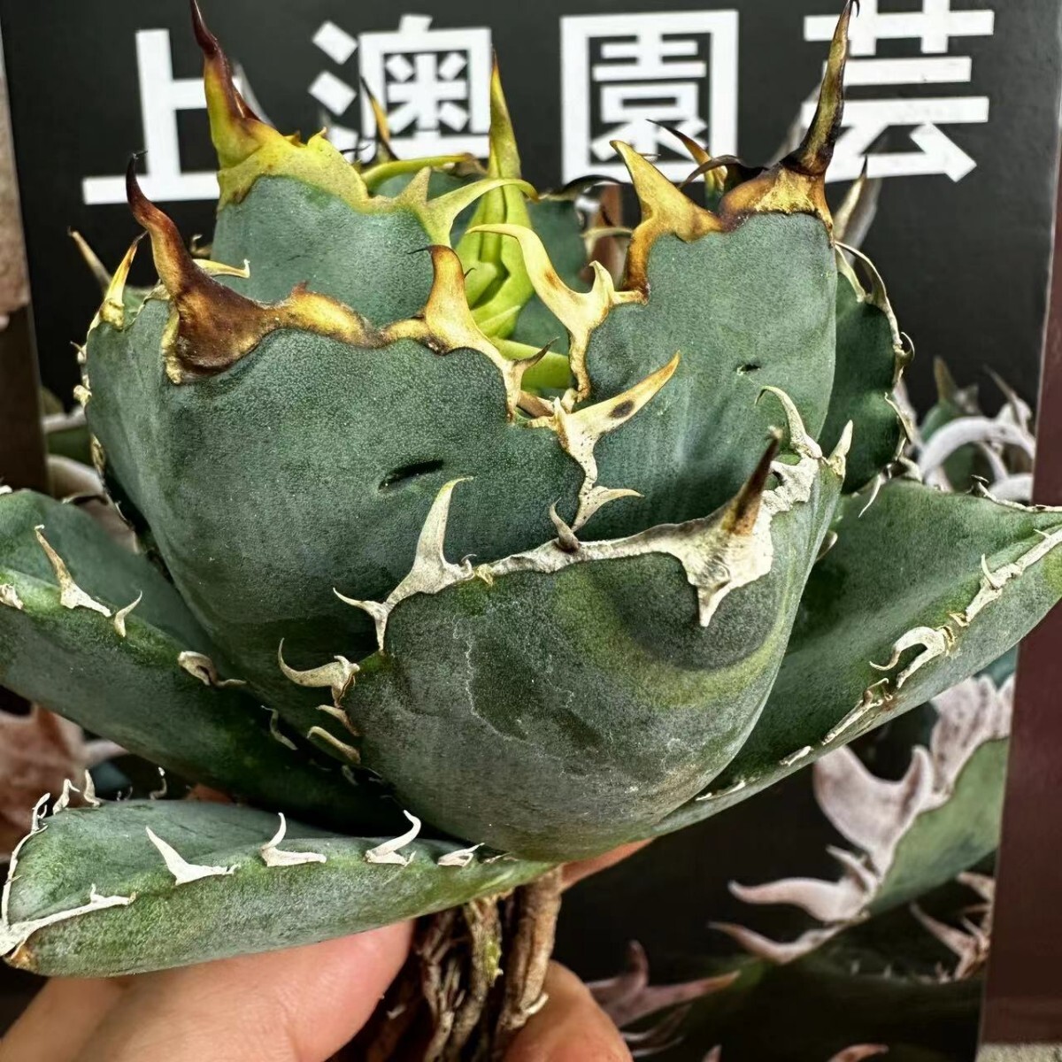 477【上澳園芸】アガベ チタノタ 正規版 白鯨 Agave titanota Beluga angel 達磨葉 丸葉 包葉型 の画像2