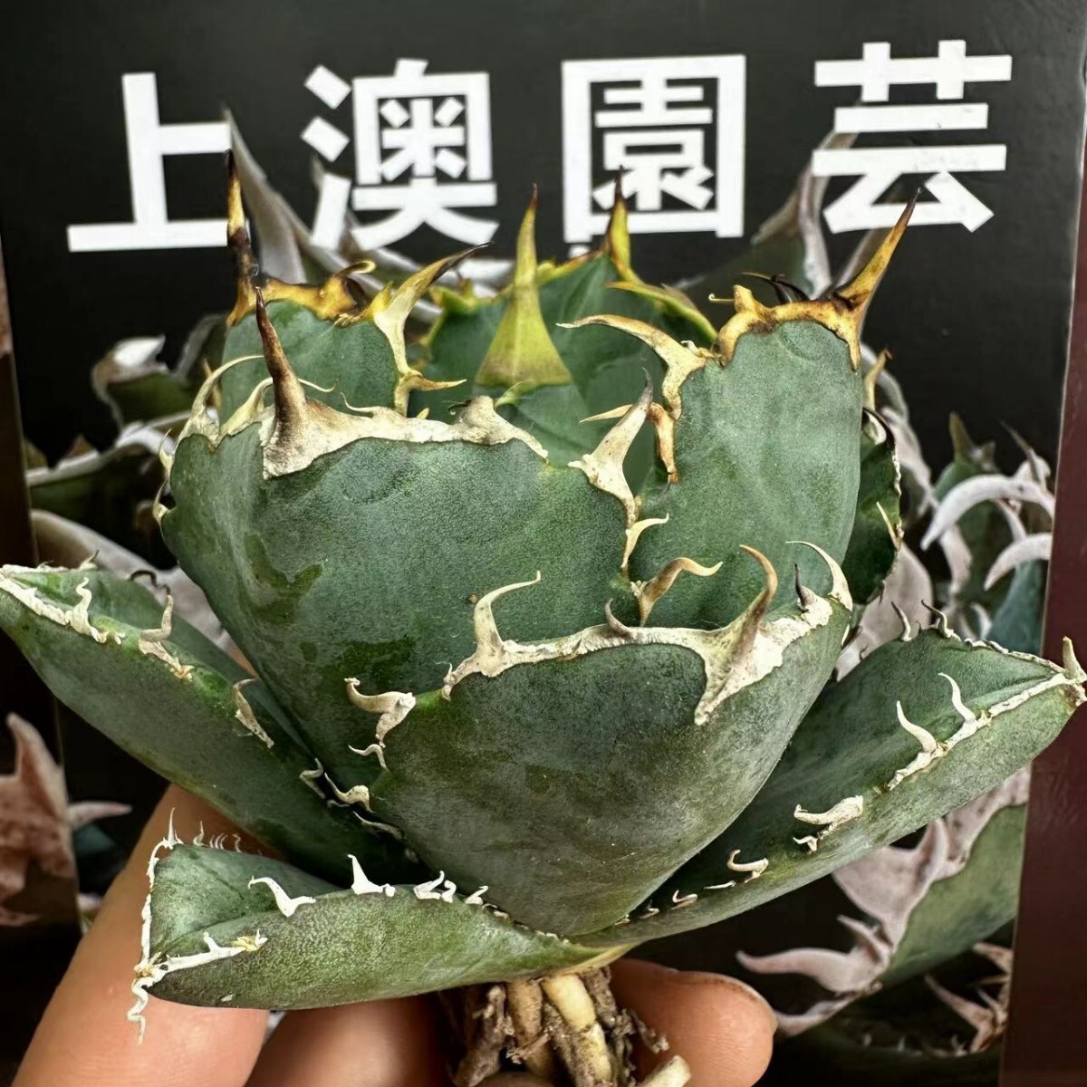 477【上澳園芸】アガベ チタノタ 正規版 白鯨 Agave titanota Beluga angel 達磨葉 丸葉 包葉型 の画像1