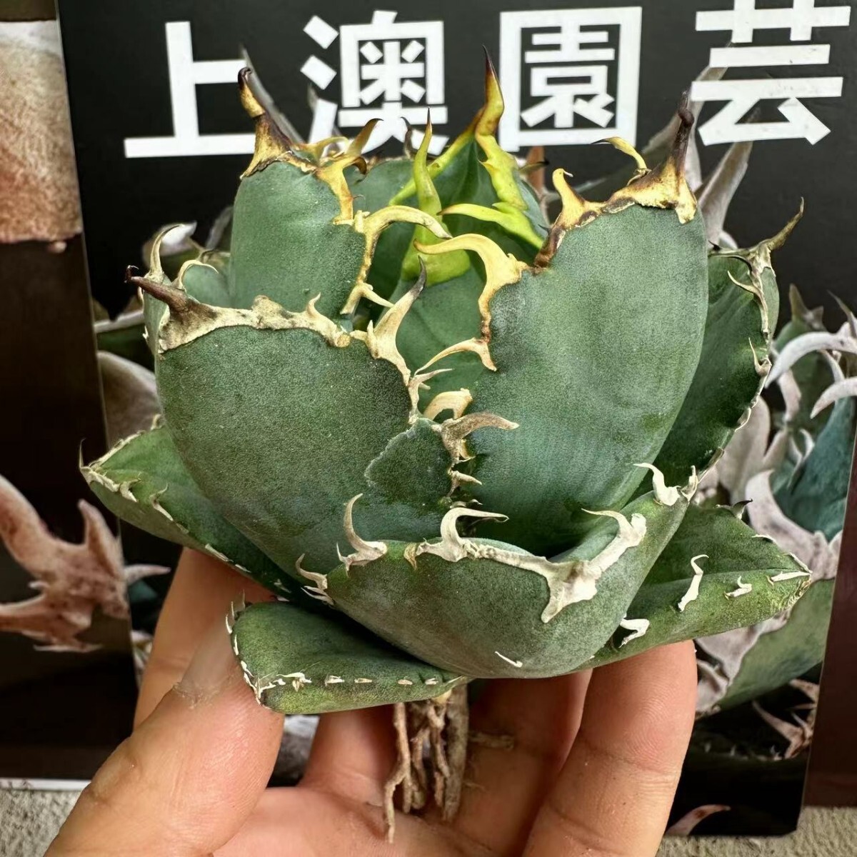 479【上澳園芸】アガベ チタノタ 正規版 白鯨 Agave titanota Beluga angel 達磨葉 丸葉 包葉型 の画像1