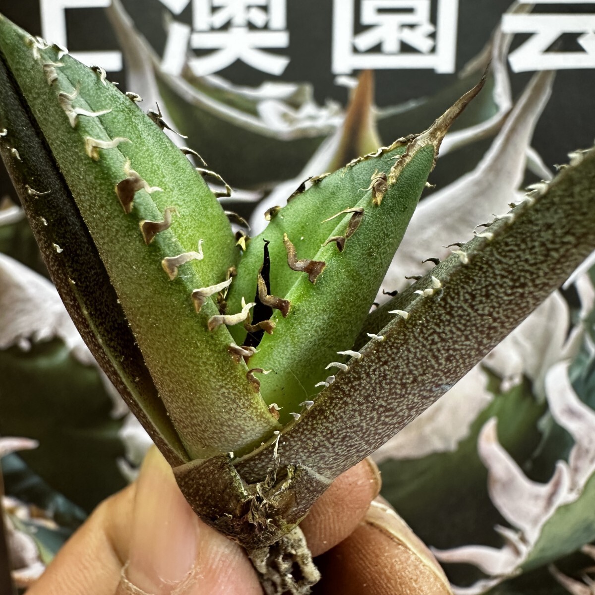 736【上澳園芸】 アガベagave チタノタ 蜘蛛 クモ 特選 優良血統 子株 (検皇冠 蚩尤 星空 麻花龍 ）の画像5