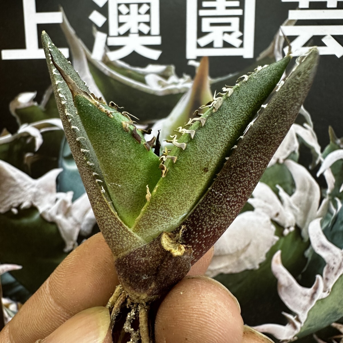 736【上澳園芸】 アガベagave チタノタ 蜘蛛 クモ 特選 優良血統 子株 (検皇冠 蚩尤 星空 麻花龍 ）の画像7