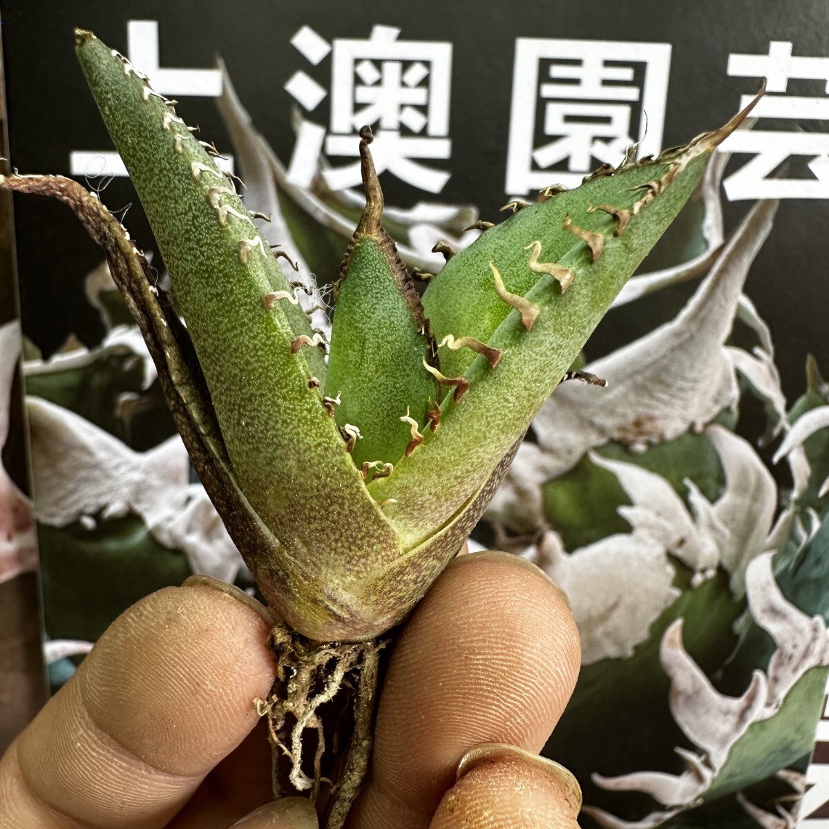 841【上澳園芸】 アガベagave チタノタ 蜘蛛 クモ 特選 優良血統 子株 (検皇冠 蚩尤 星空 麻花龍 ）の画像3