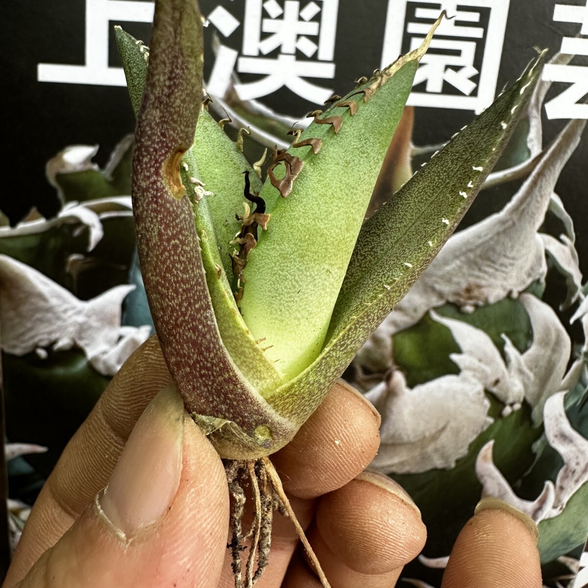 880【上澳園芸】 アガベagave チタノタ 蜘蛛 クモ 特選 優良血統 子株 (検皇冠 蚩尤 星空 麻花龍 ）_画像7