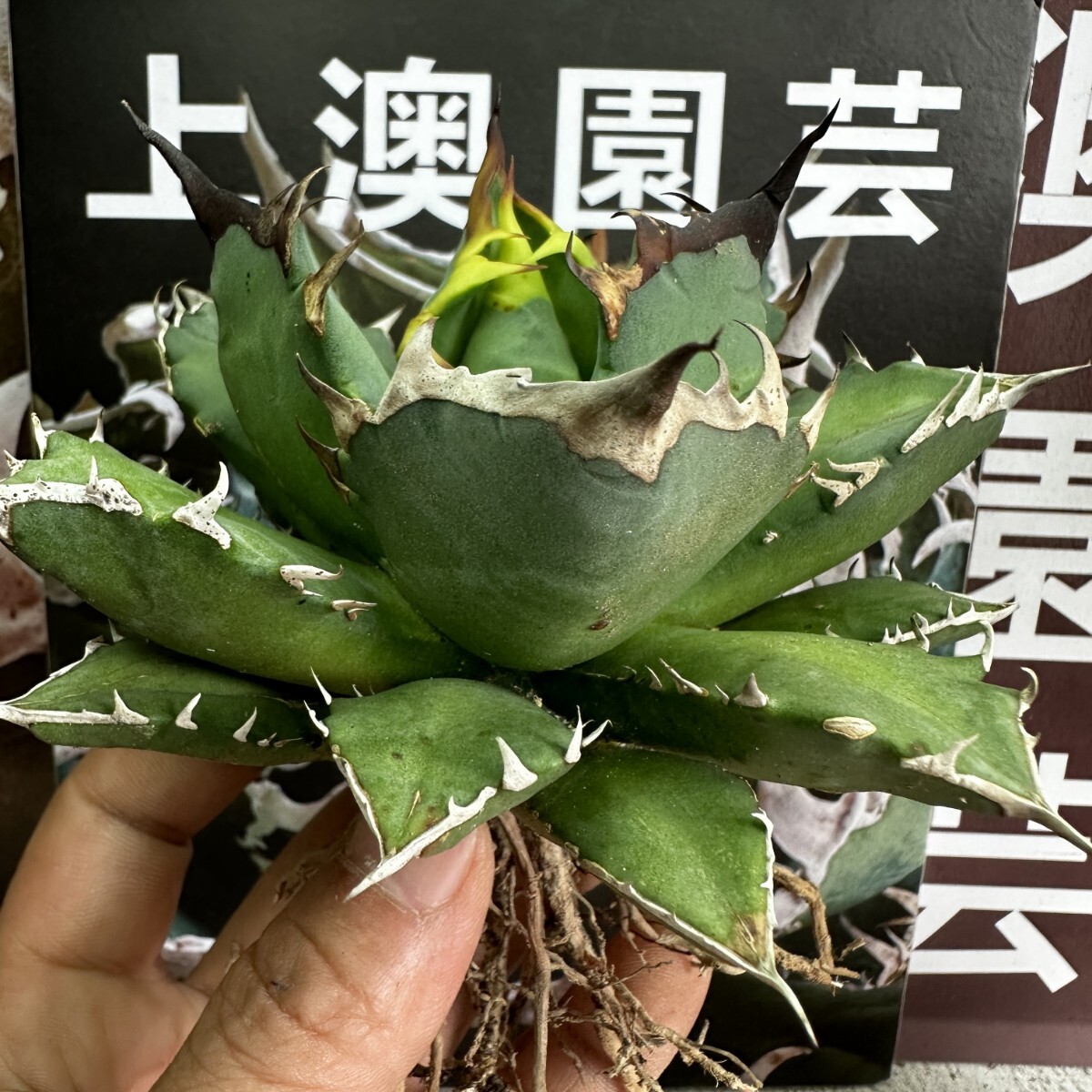 903【上澳園芸】アガベ チタノタ agave titanota姫巌龍 短葉 矮型 包葉型 強棘の画像3