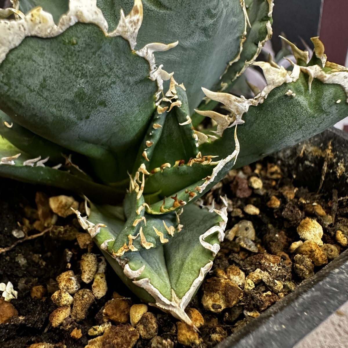 94[ on . gardening ] agave agavechitanota white .. special selection excellent ..OC. stock 