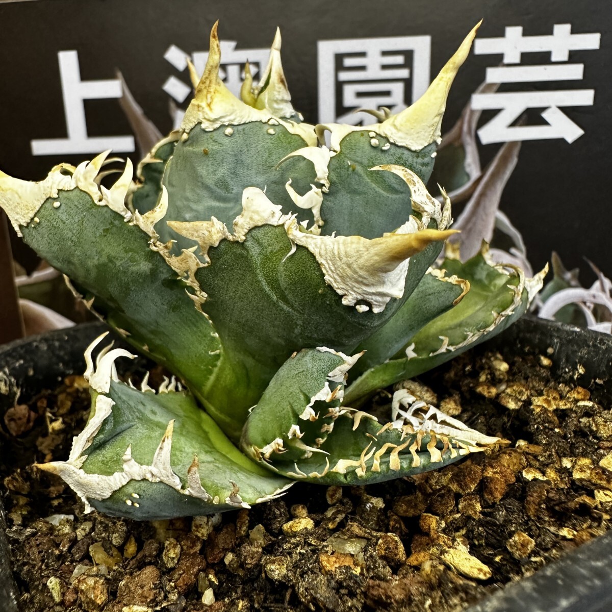 95【上澳園芸】 アガベagave チタノタ 白豪棘 特選 優良血統 OC子株 の画像3