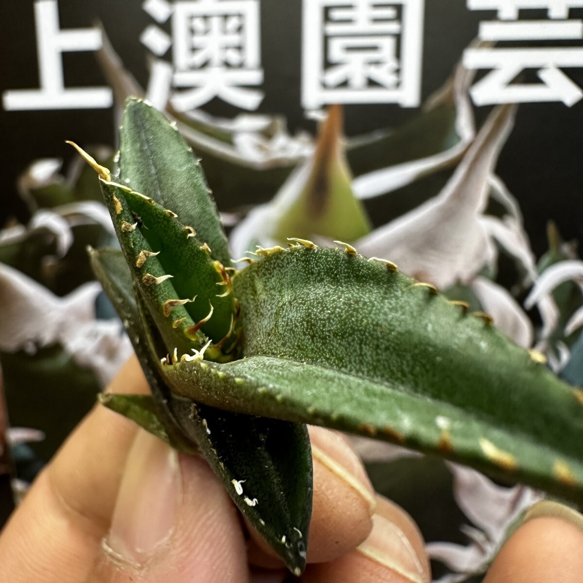 137[ on . gardening ] agave chitanota green .. special selection rare excellent ... stock ( inspection .... star empty flax flower dragon )