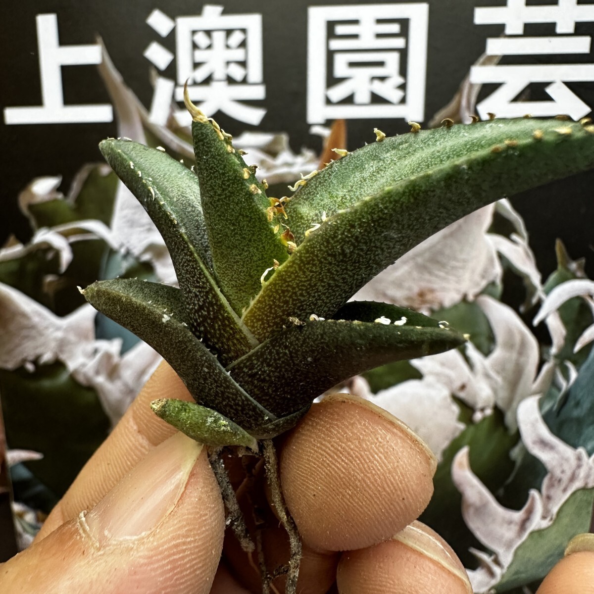 137[ on . gardening ] agave chitanota green .. special selection rare excellent ... stock ( inspection .... star empty flax flower dragon )