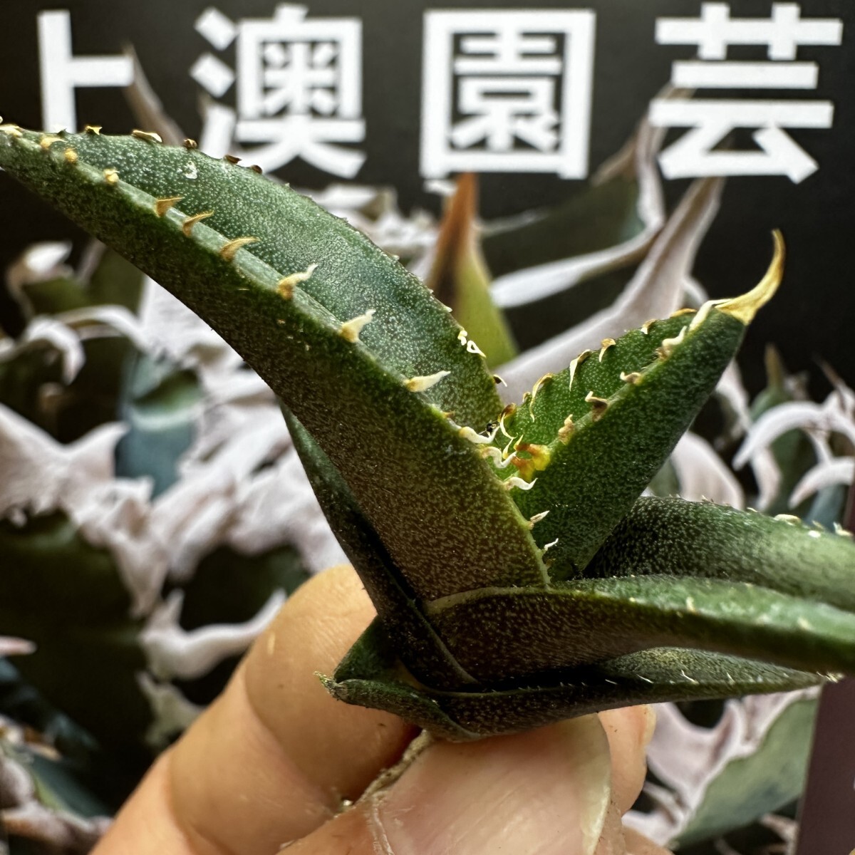 137[ on . gardening ] agave chitanota green .. special selection rare excellent ... stock ( inspection .... star empty flax flower dragon )