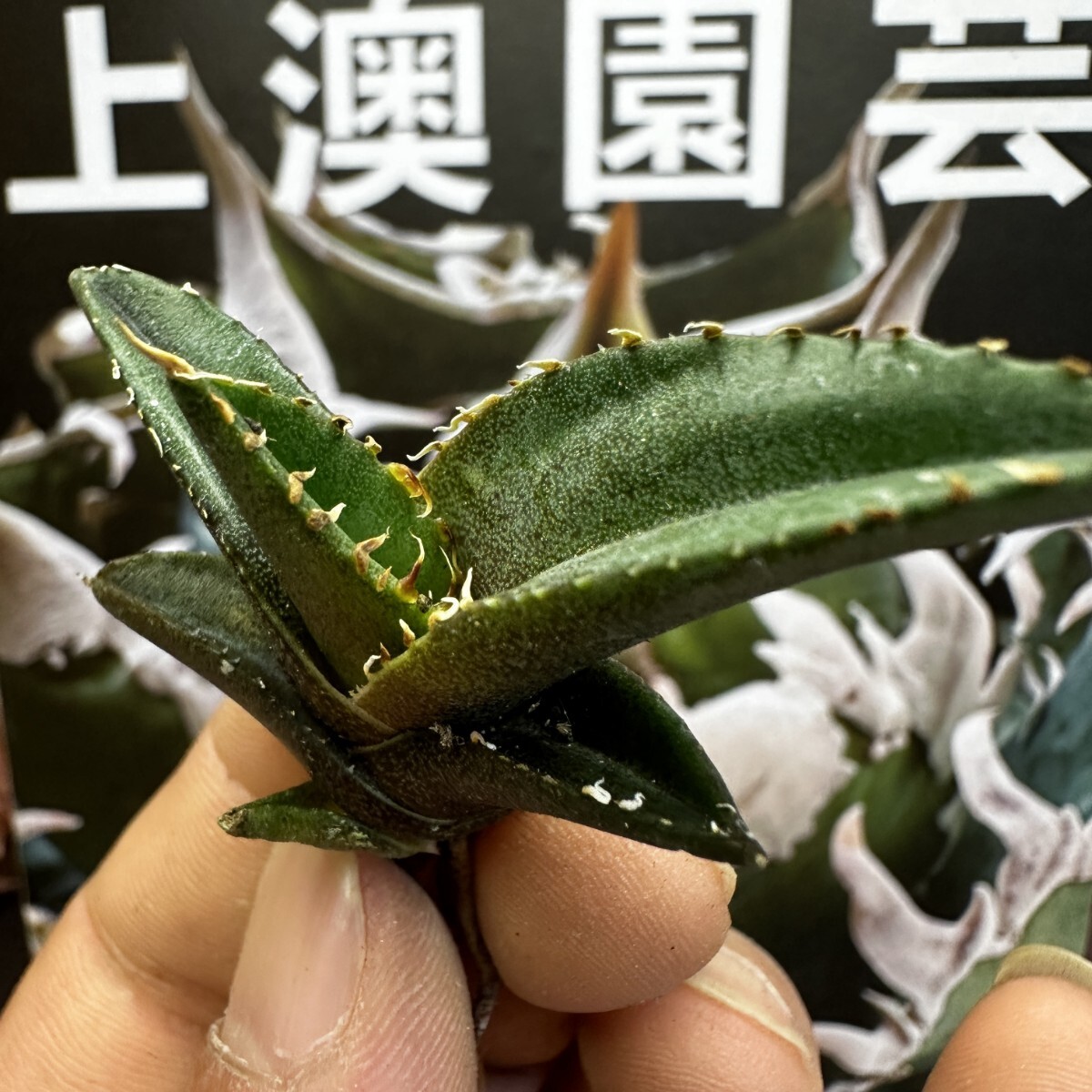 137[ on . gardening ] agave chitanota green .. special selection rare excellent ... stock ( inspection .... star empty flax flower dragon )