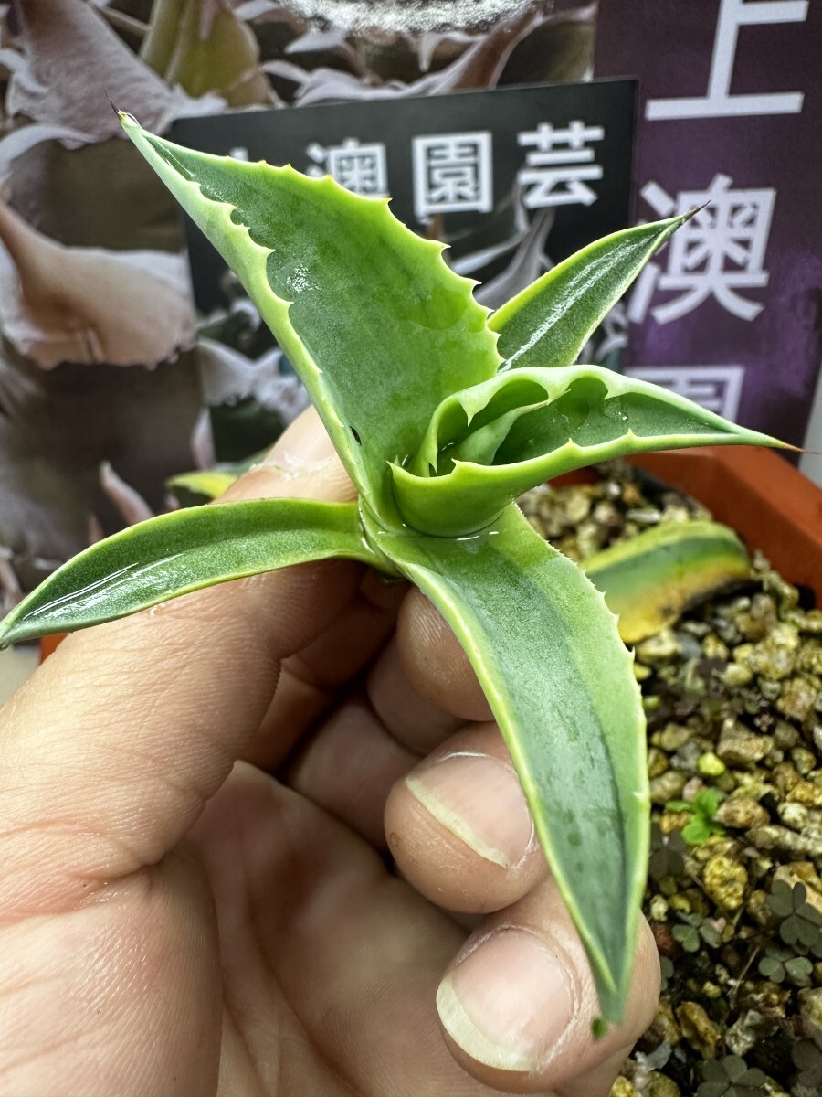 166【上澳園芸】アガベ チタノタ オバティフォリア オルカ Agave titanota 　特選子株_画像6