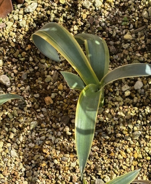 アガベ・ウエベリー アリゾナスター① Agave weberi variegata "Arizona Star"_出苗