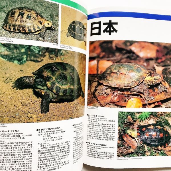  rare llustrated book book@ aqua magazine ba Eve ru3 turtle collection world. turtle illustrated reference book photograph explanation madaga Skull ho cow .game. .. turtle. breeding breeding likgame other 300 kind 
