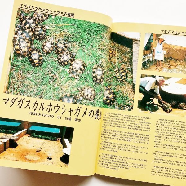  rare llustrated book book@ aqua magazine ba Eve ru3 turtle collection world. turtle illustrated reference book photograph explanation madaga Skull ho cow .game. .. turtle. breeding breeding likgame other 300 kind 