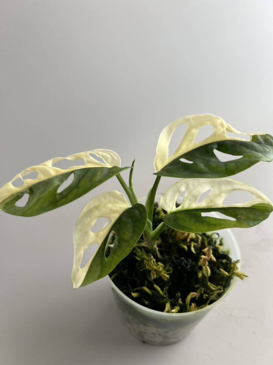 「マドカズラ 斑入り 164 」Monstera adansonii white variegata マドカズラ 斑入り oblique オブリクアの画像3