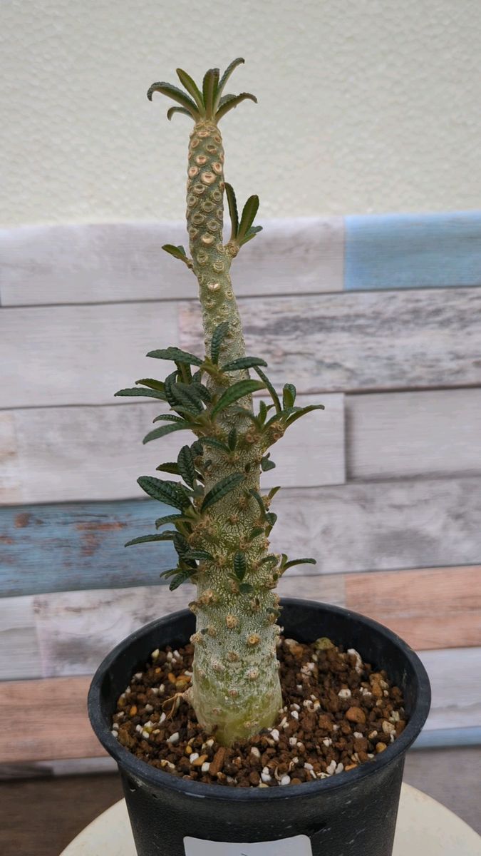 3 ドルステニア ギガス 塊根植物 コーデックス Dorstenia gigas 