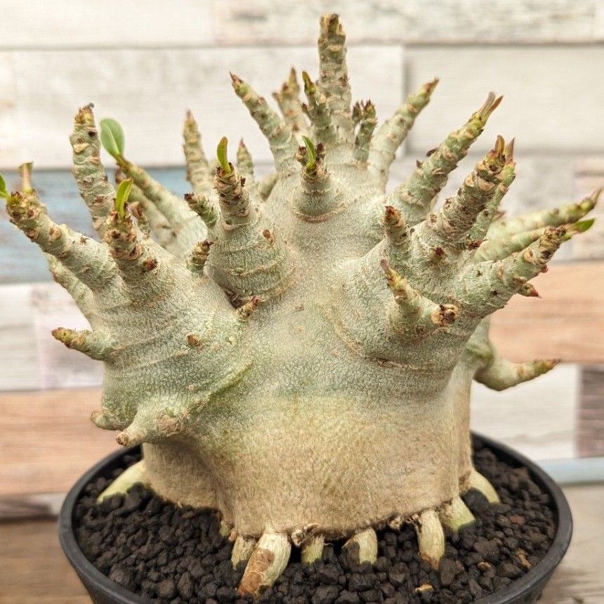 g73 アデニウム ドワーフ タコ足 塊根植物 コーデックス アラビカム アラビクム  adenium dwarf