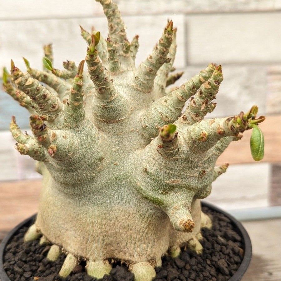 g73 アデニウム ドワーフ タコ足 塊根植物 コーデックス アラビカム アラビクム  adenium dwarf