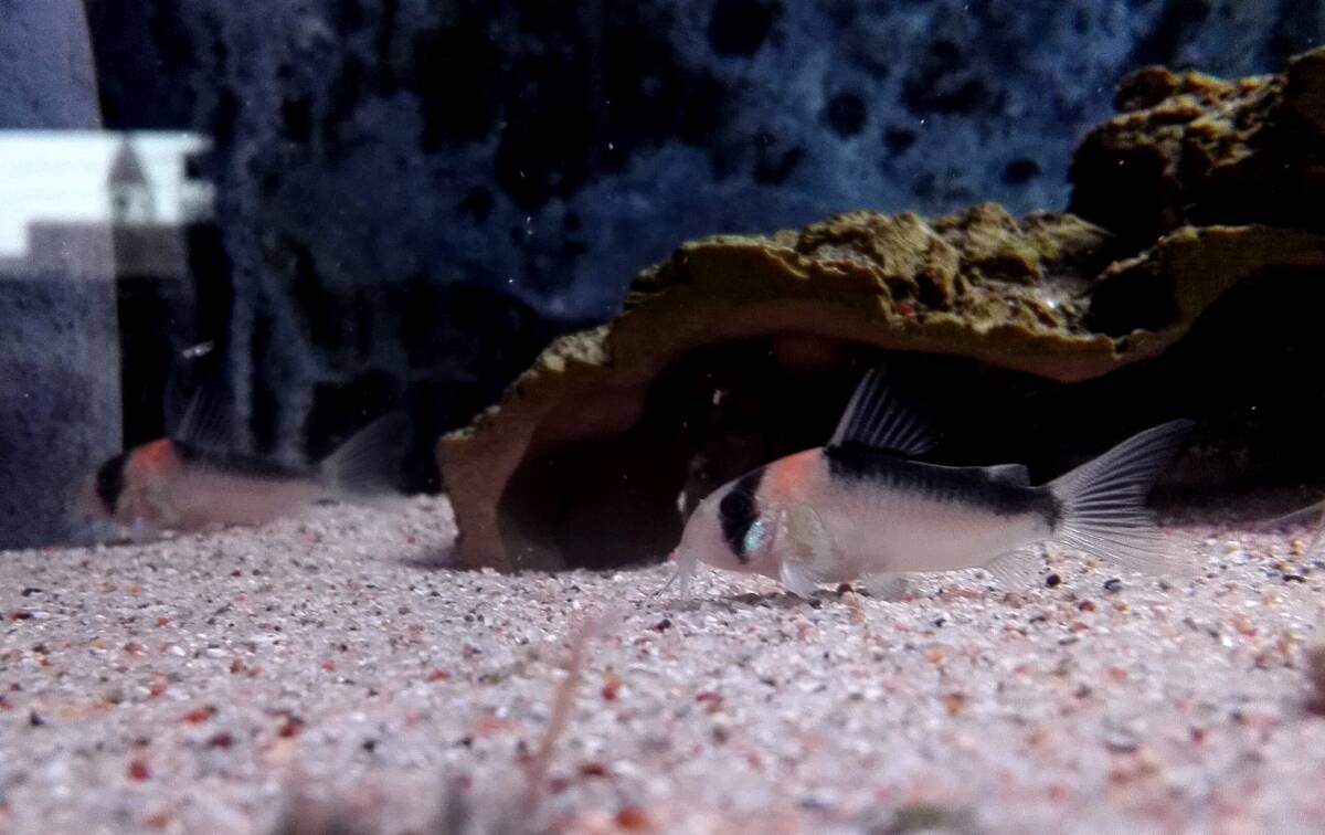 OASISAQUA.. included Corydoras a dollar foiM size +- popular. 