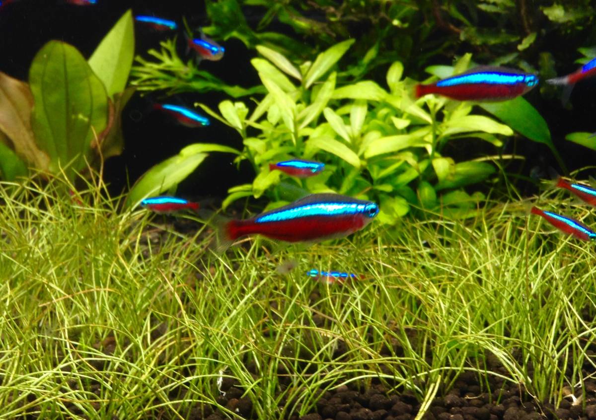 oasisaqua wild flight Brazil car jinaru Tetra 5 pcs set ML~L size +-