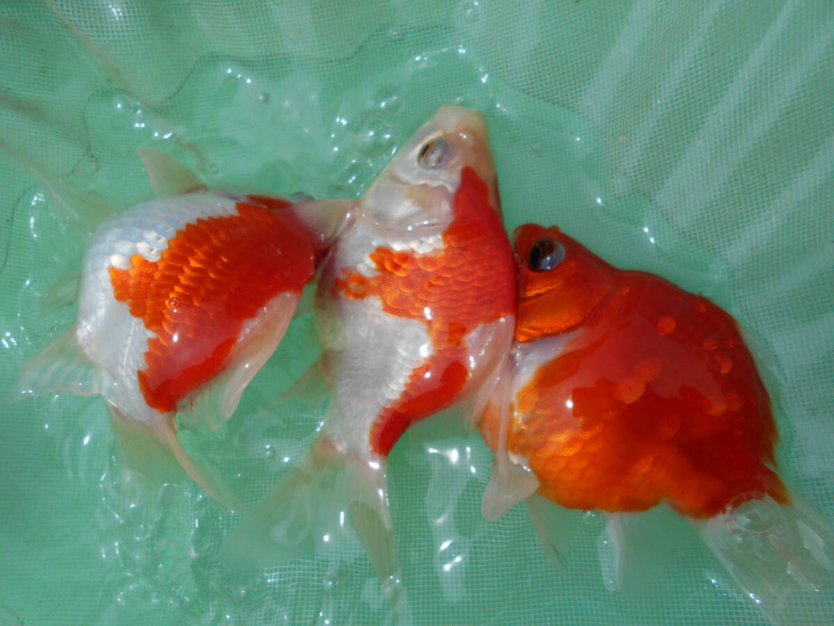 富山県産　玉サバ　２０２3年５月生まれ　短尾１０匹セット（1）_画像6