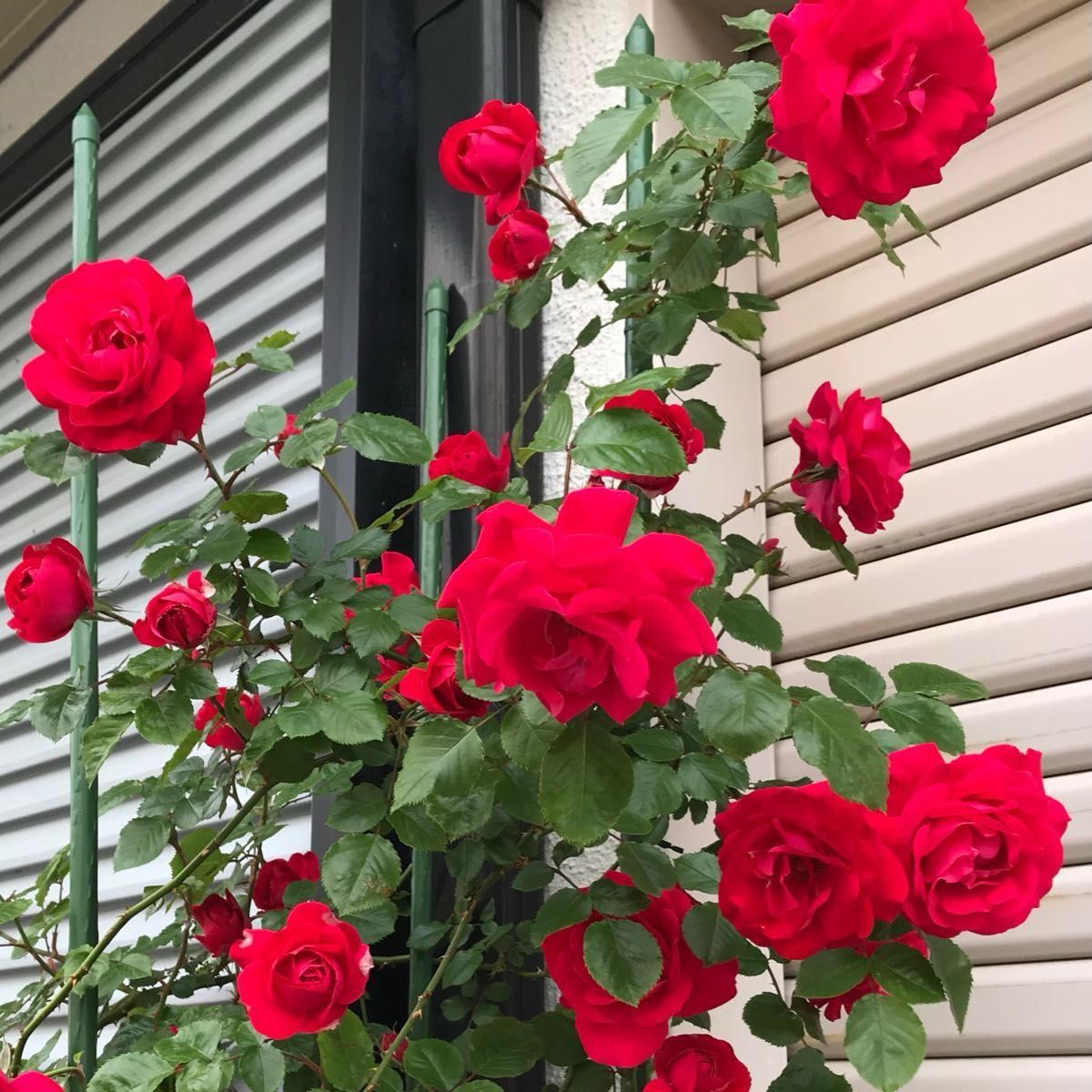 薔薇挿し木苗 つる薔薇品種|Yahoo!フリマ(旧PayPayフリマ) 薔薇挿し木苗 つる薔薇品種|Yahoo!フリマ(旧PayPayフリマ)