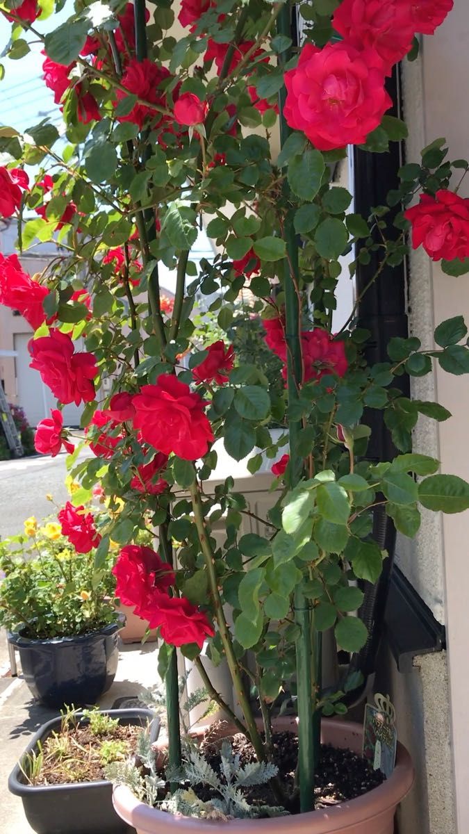 薔薇挿し木苗 つる薔薇品種|Yahoo!フリマ(旧PayPayフリマ) 薔薇挿し木苗 つる薔薇品種|Yahoo!フリマ(旧PayPayフリマ)