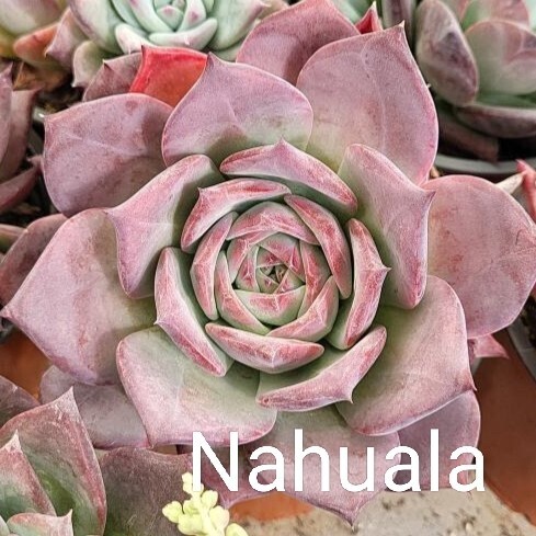 エケベリア コロラータ ナウアラ 種子 30粒 Colorata Nahuala ゴンザレス氏より入手 多肉植物 の画像1