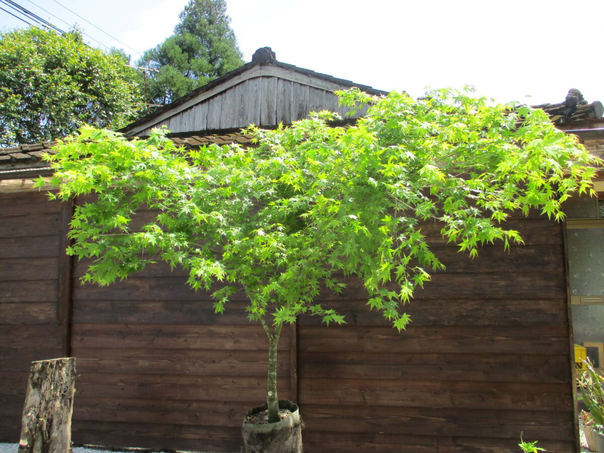 かなりのボリューム 自然樹形 春の芽吹き、秋の紅葉最高です ☆イロハモミジ☆ Ｈ2.3m 大人気 16の画像2