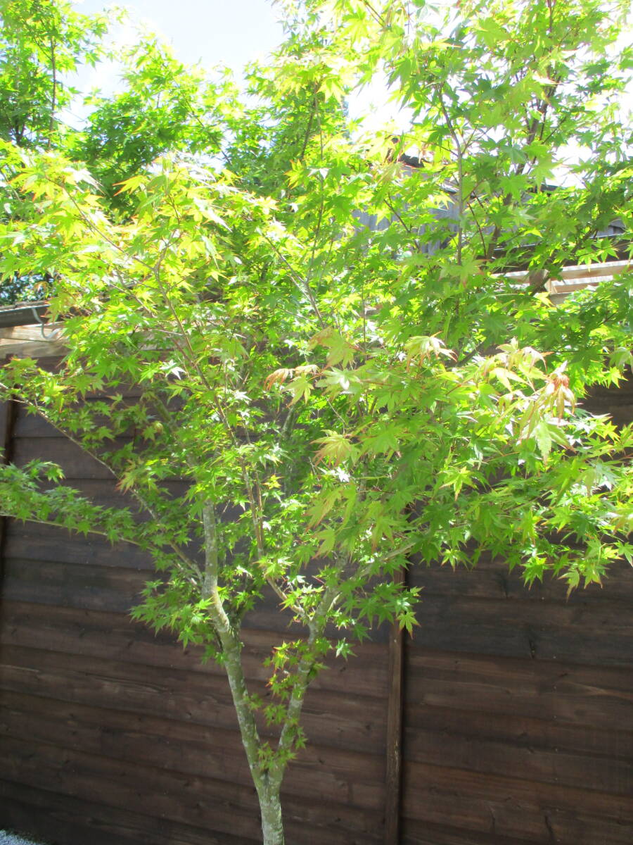 植樹の季節 春の芽吹き、秋の紅葉最高です ☆イロハモミジ☆ Ｈ2.4m 大人気 12の画像3
