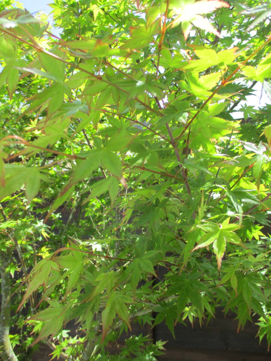 植樹の季節 春の芽吹き、秋の紅葉最高です ☆イロハモミジ☆ Ｈ2.4m 大人気 12の画像5