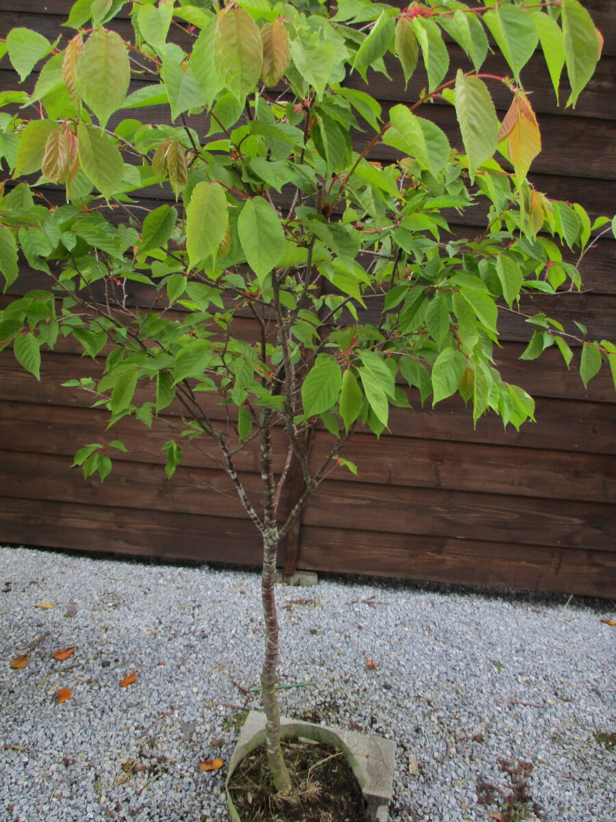 植樹の季節 記念樹に 綺麗です ☆サクラ 山桜☆ Ｈ2.1m 大人気の画像3