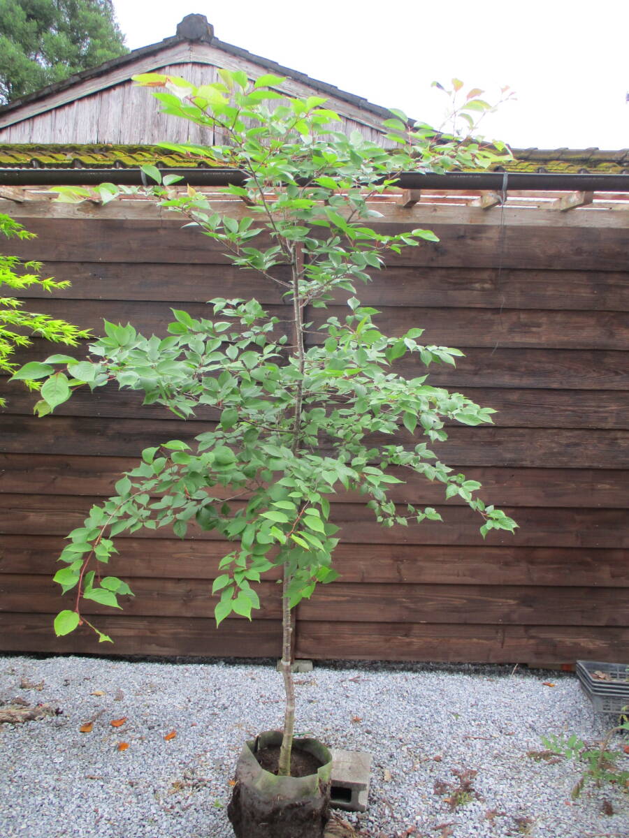 植樹の季節 記念樹に 綺麗です ☆サクラ 大島桜☆ Ｈ2.5m 大人気 の画像1