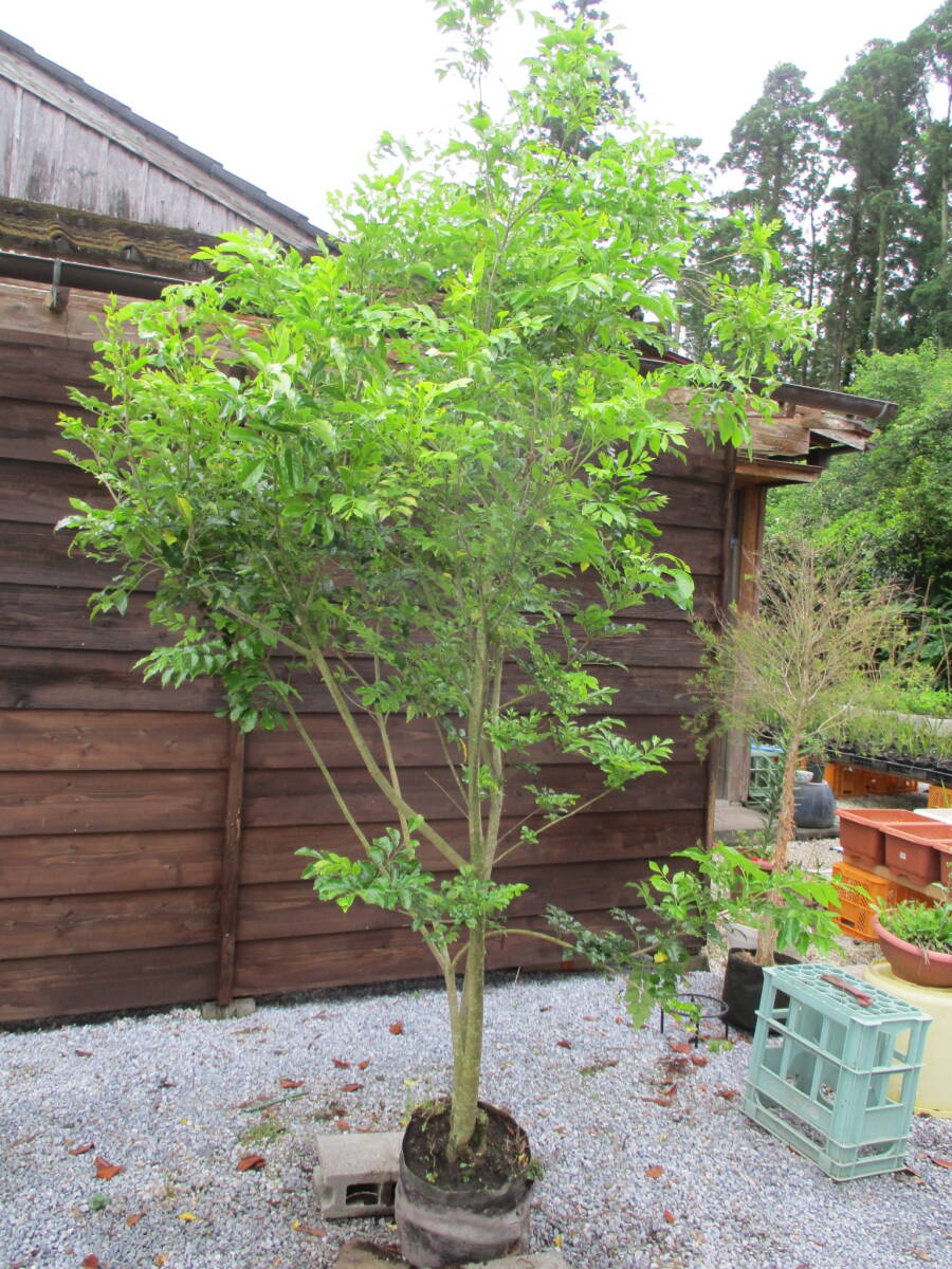 6/10 till Thanksgiving super-discount price super nature . shape book@ stock. symbol tree .* fraxinus griffithii book@ stock ..* H2.7m great popularity 