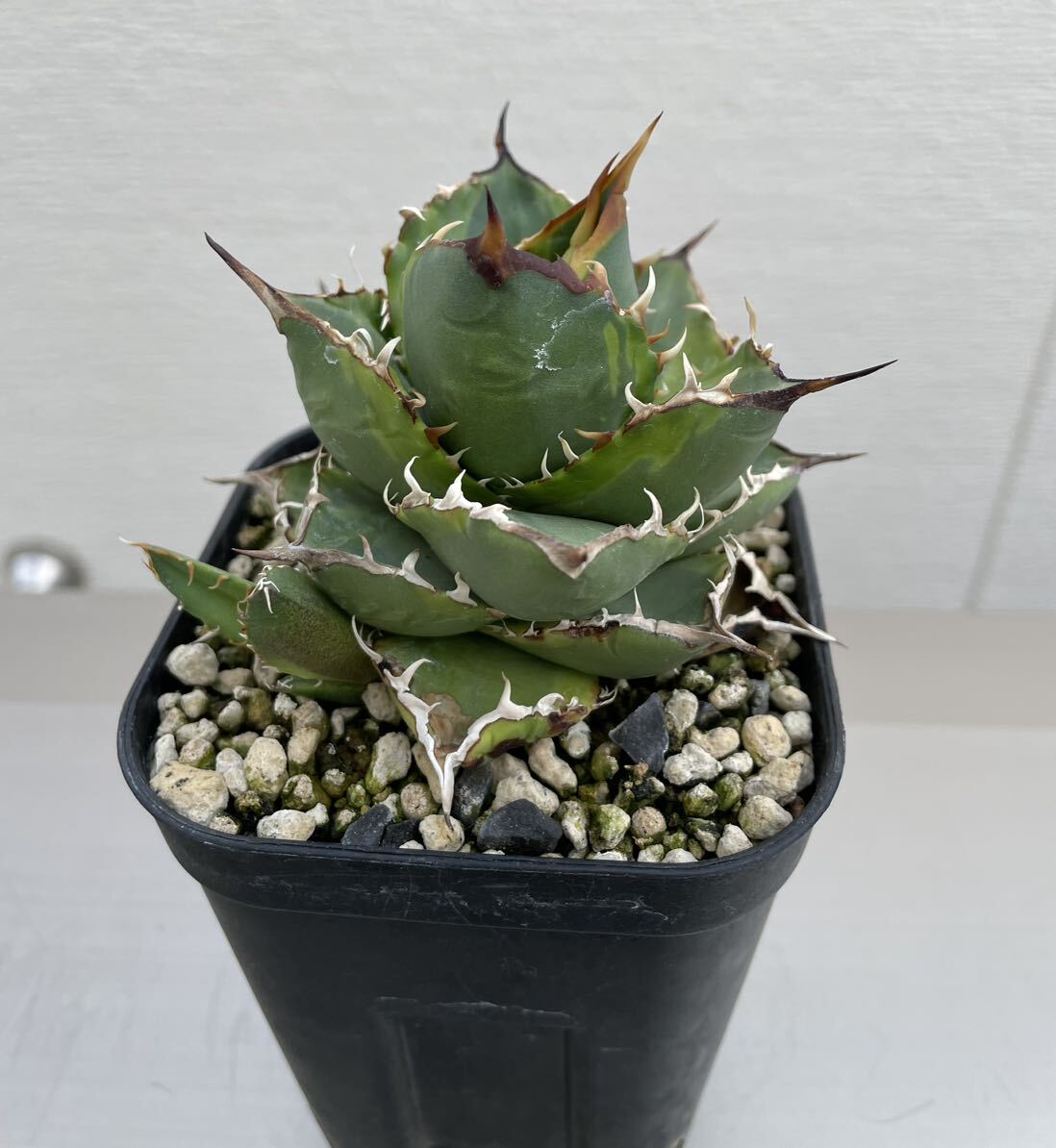 鉢のまま発送 斑入り チタノタ ノーネーム アガベ チタノタ agave 検索用清櫻 大白鯊 悪魔SAD 白犀牛 スナグルトゥース ハデス オアハカ _画像2