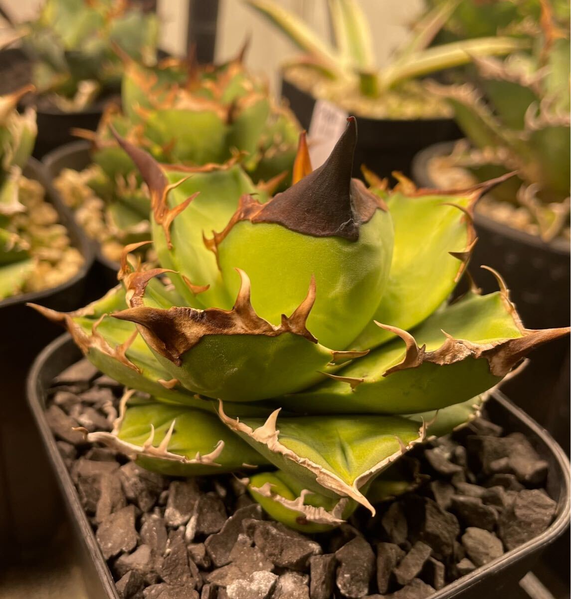 台湾株 白犀牛 トリケラトプス アガベ チタノタ agave 台湾株 検索用清櫻 大白鯊 皇冠 悪魔くん SAD スナグルトゥース シーザーの画像2