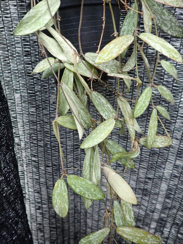 ホヤ・シギラティス　大変葉の美しいボルネオ産小型種_画像7