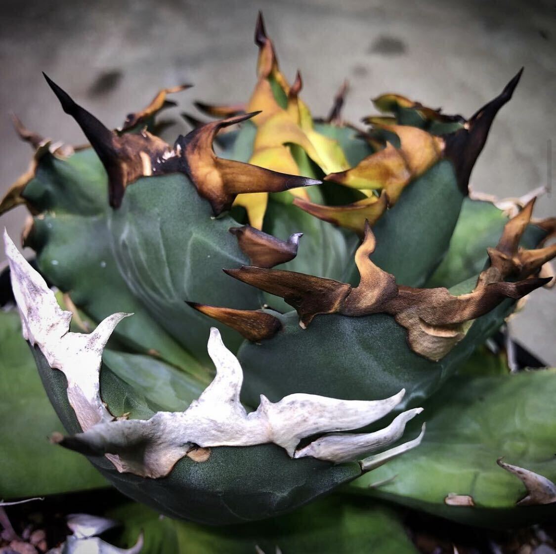 アガベ チタノタ キャンサー agave titanota CANCER 20の画像1