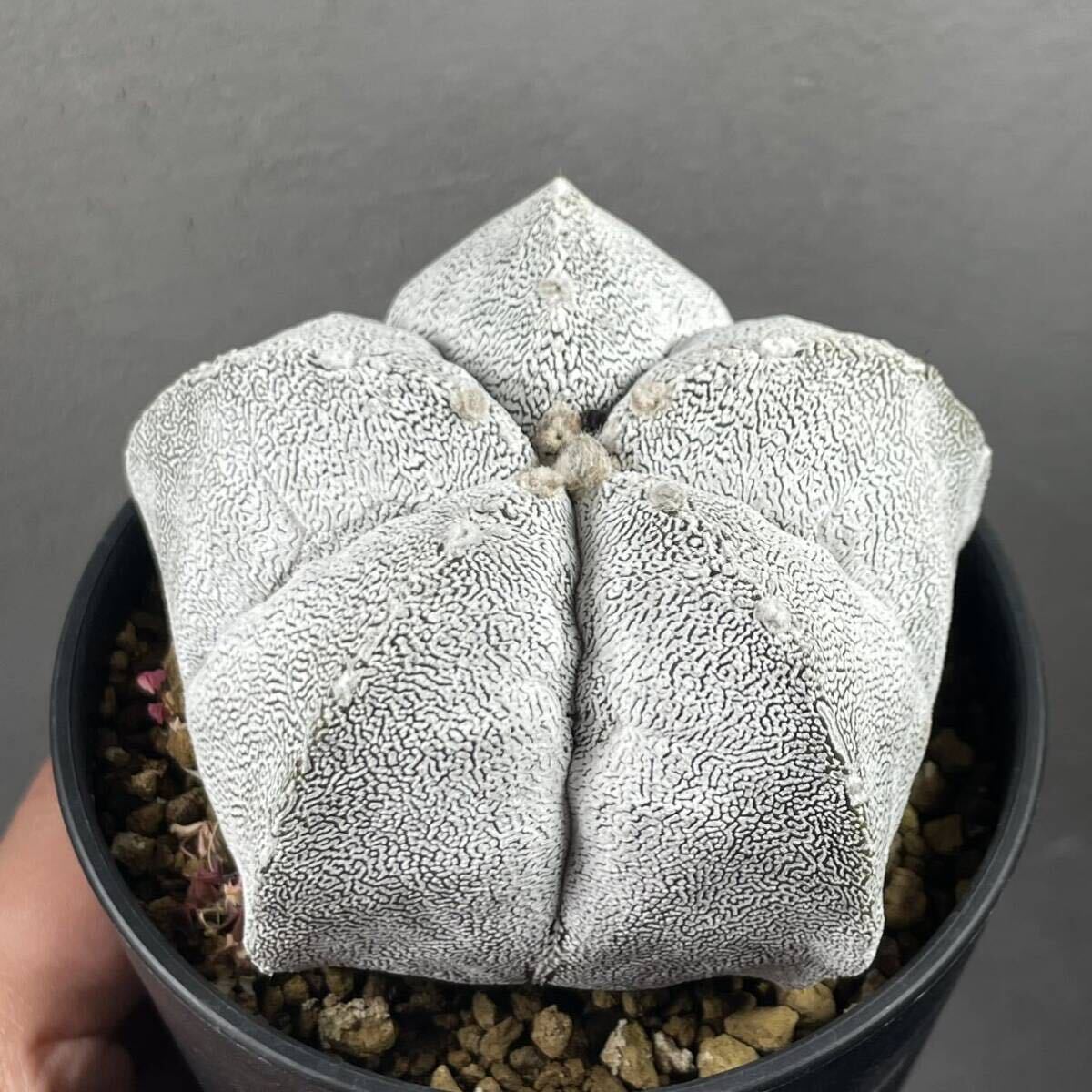 アストロフィツム 恩塚ランポー玉 Astrophytum myriostigma 12_画像1