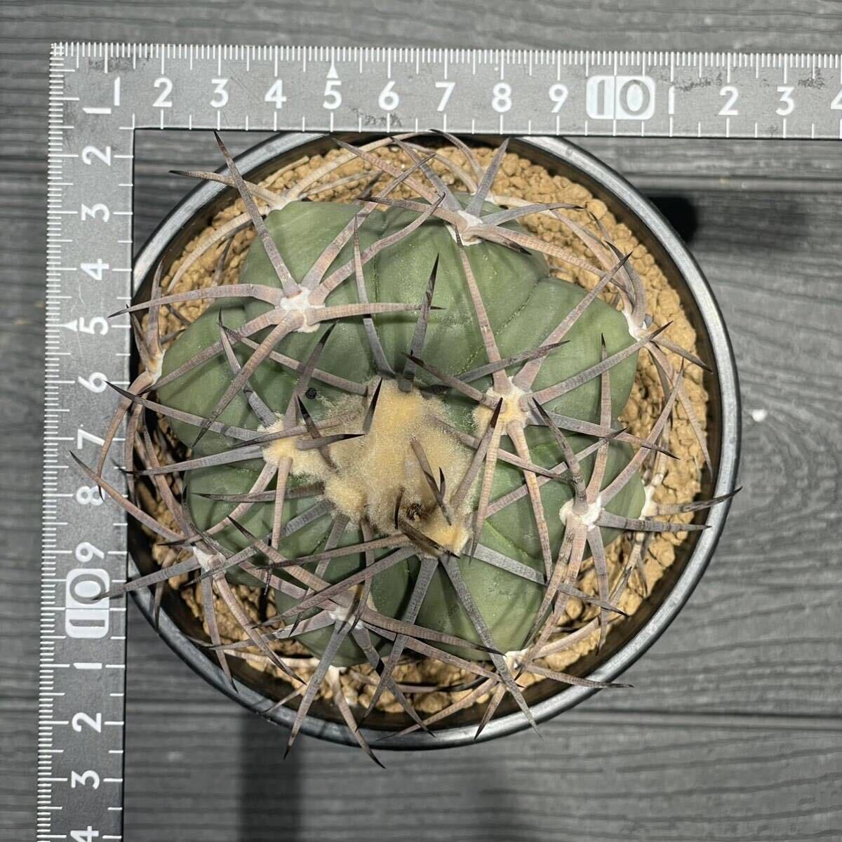 エキノカクタス 太平丸 Echinocactus horizonthalonius 実生 24_画像6