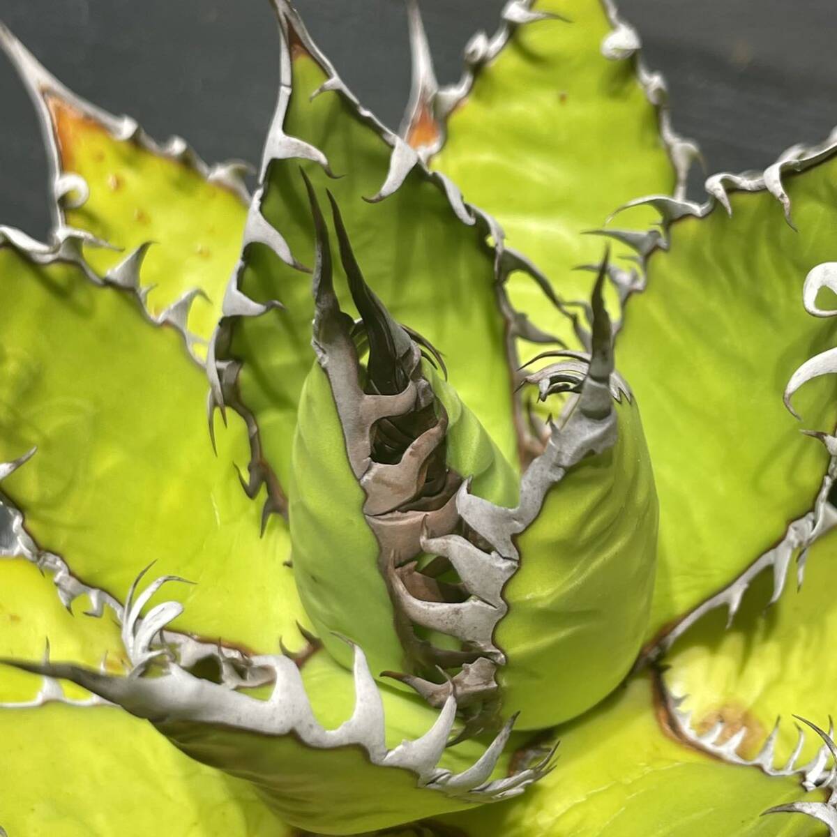 アガベ ホリダ agave horrida 26の画像4