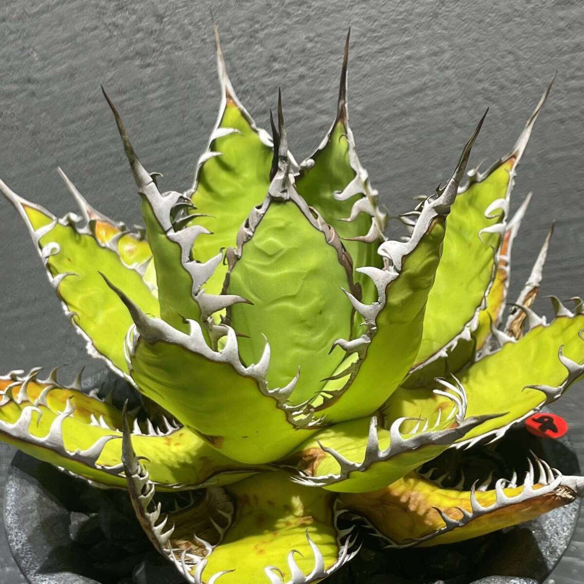 アガベ ホリダ agave horrida 26の画像2